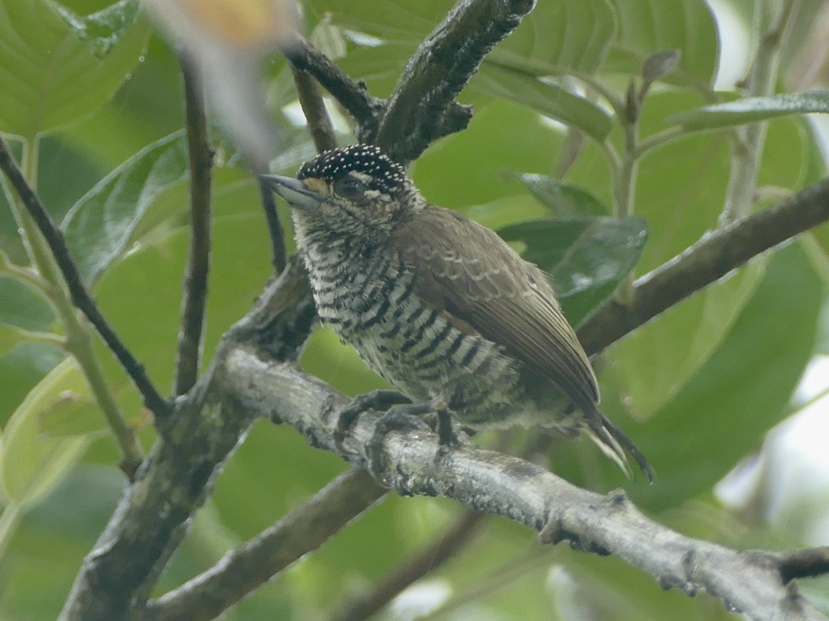 White-barred Piculet (White-barred) - ML611038005