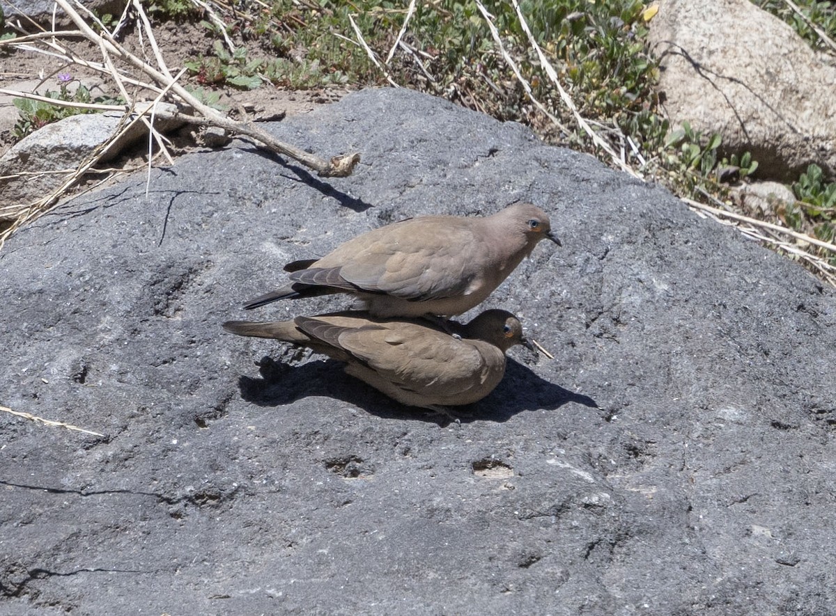 Black-winged Ground Dove - ML611038015
