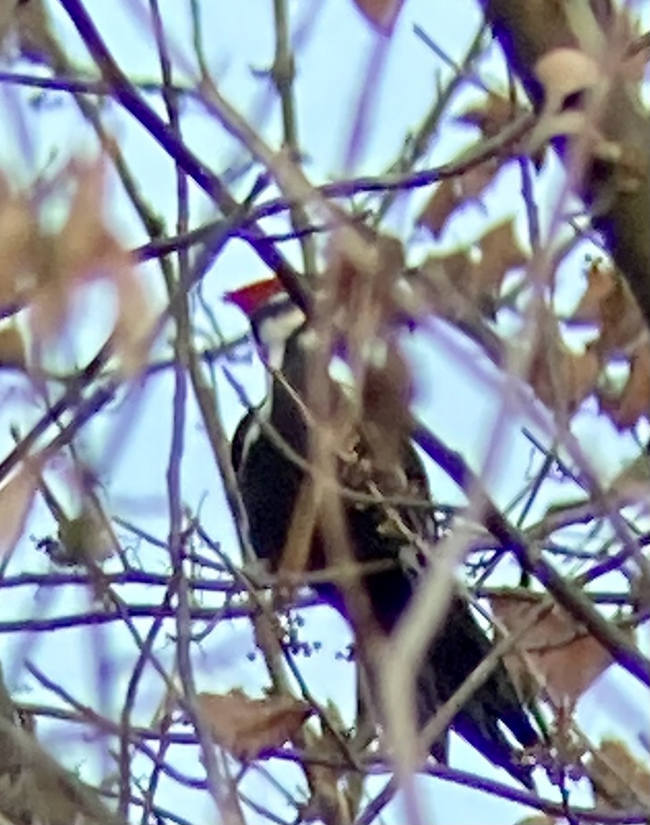 Pileated Woodpecker - ML611038047