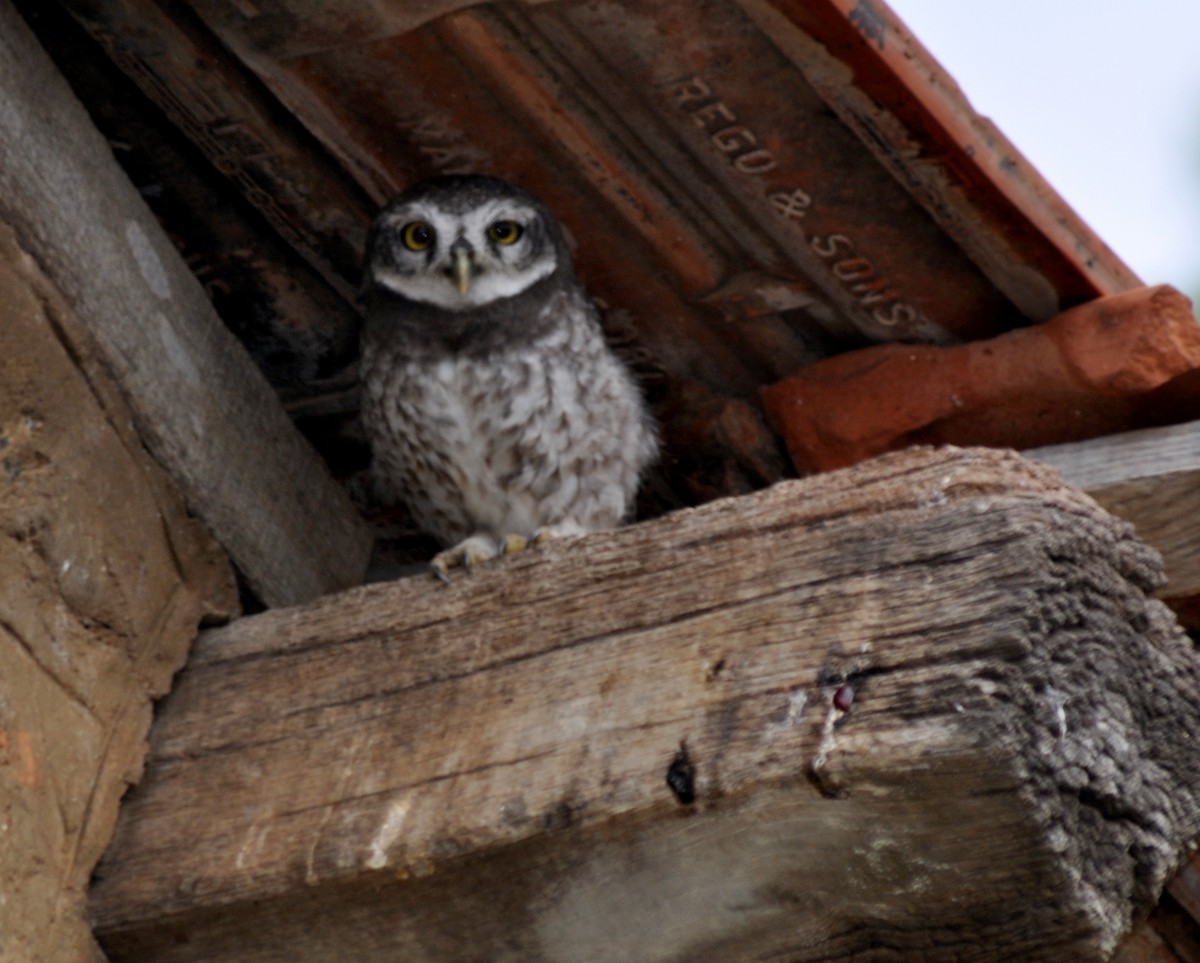 Spotted Owlet - ML611038067