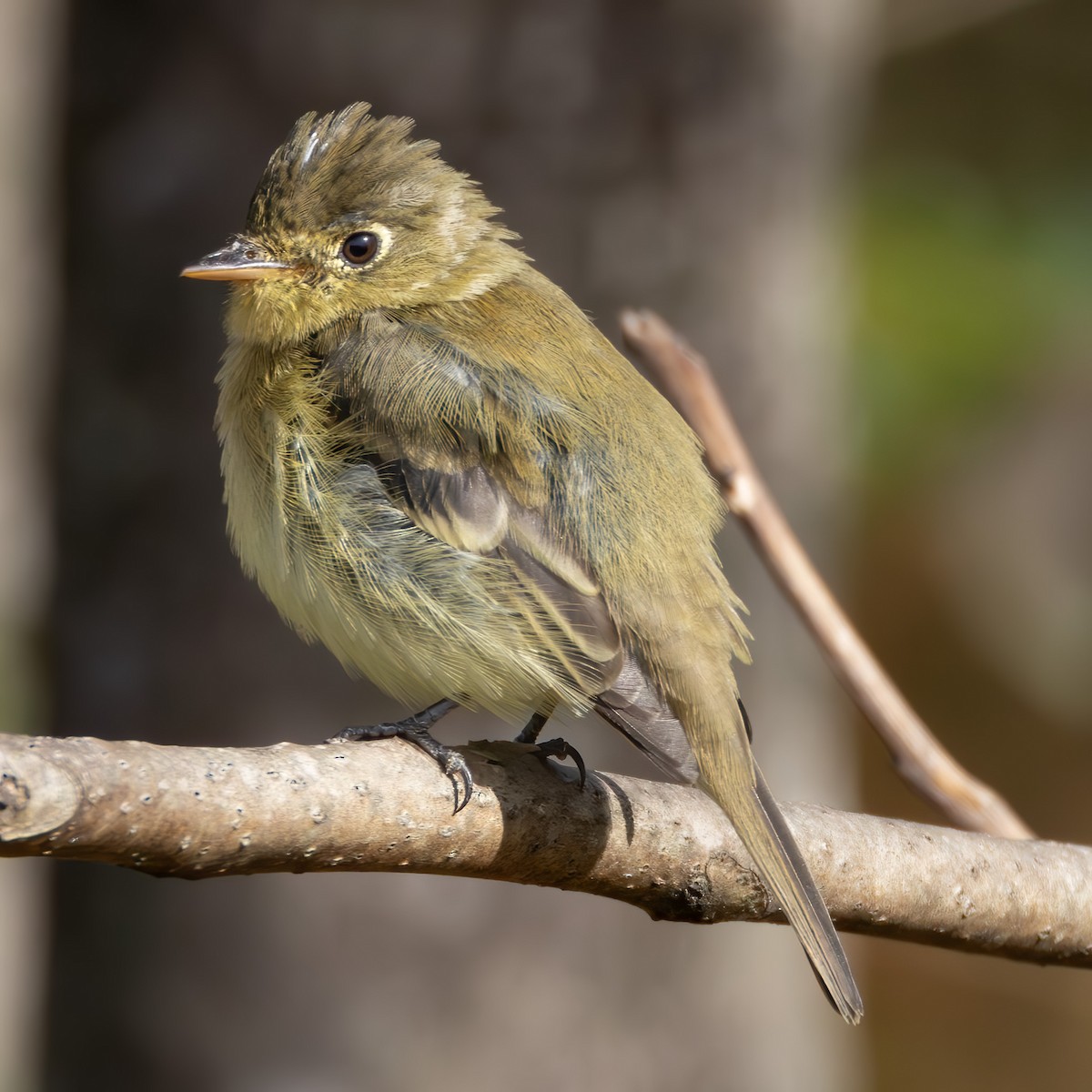 Western Flycatcher (Pacific-slope) - Tracy Kaminer