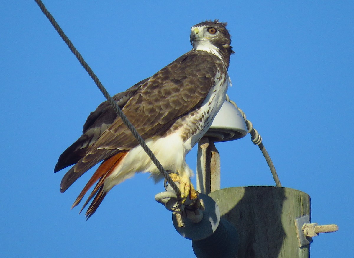 Red-tailed Hawk - ML611039225