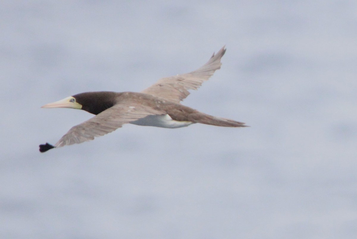 Brown Booby - ML611039809