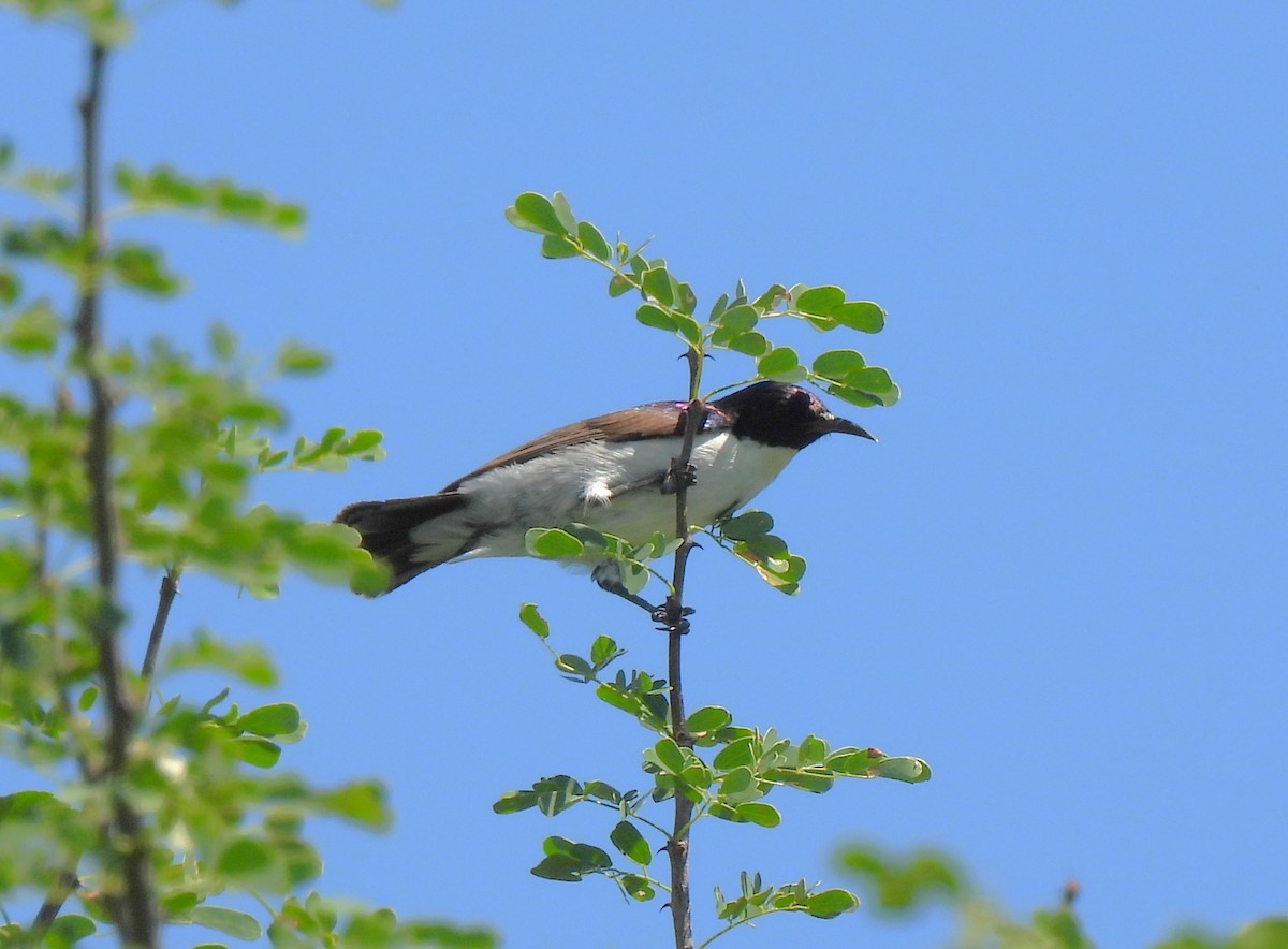 Eastern Violet-backed Sunbird - Adarsh Nagda