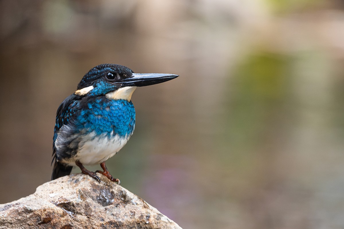 Javan Blue-banded Kingfisher - Boas Emmanuel