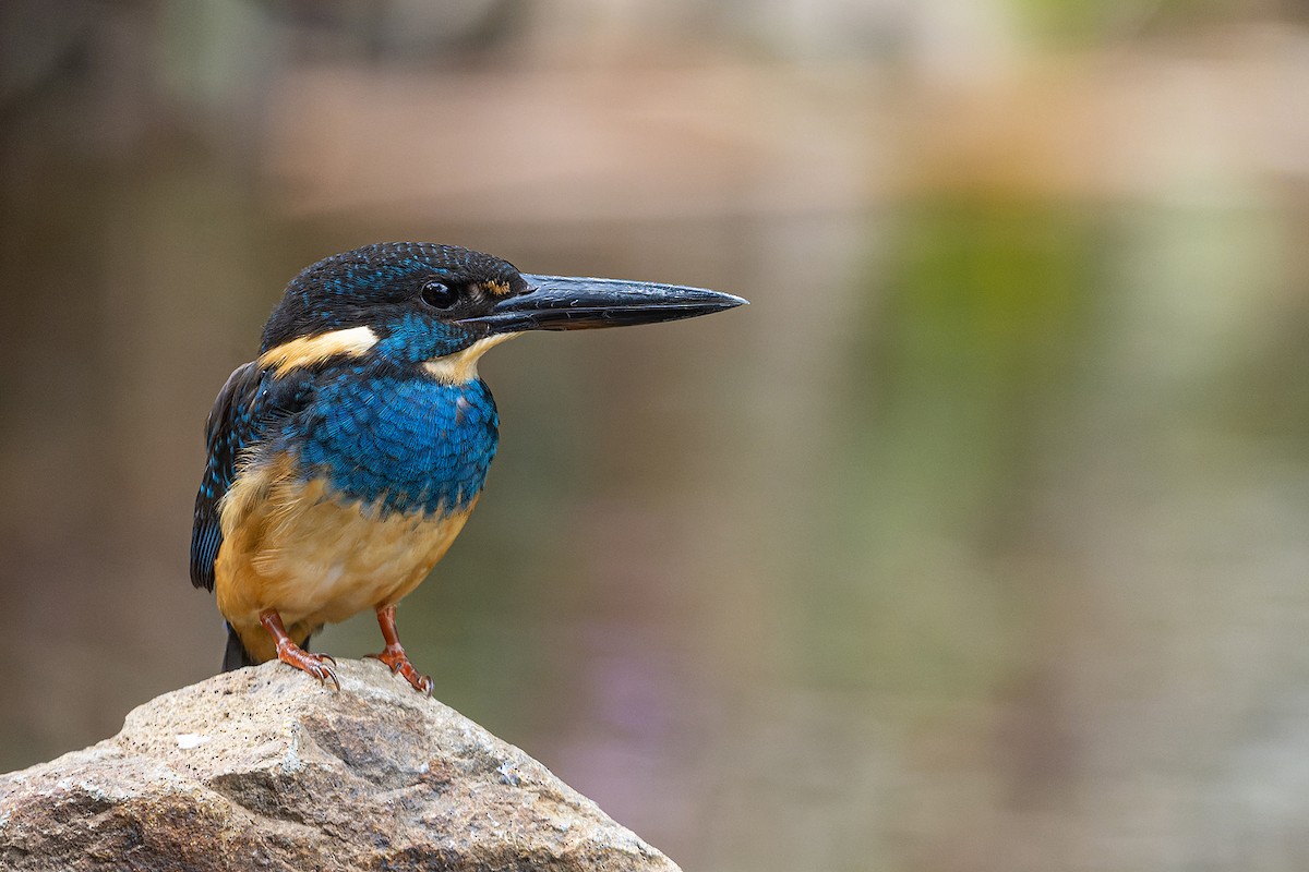 Javan Blue-banded Kingfisher - ML611040796