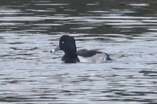 Ring-necked Duck - ML611040855