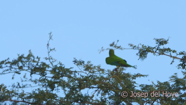 Brown-throated Parakeet (Brown-throated) - ML611040857