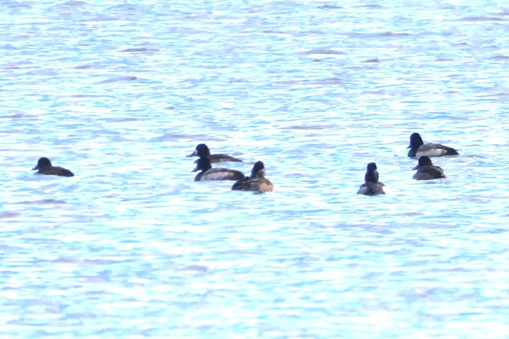 Greater Scaup - ML611040878