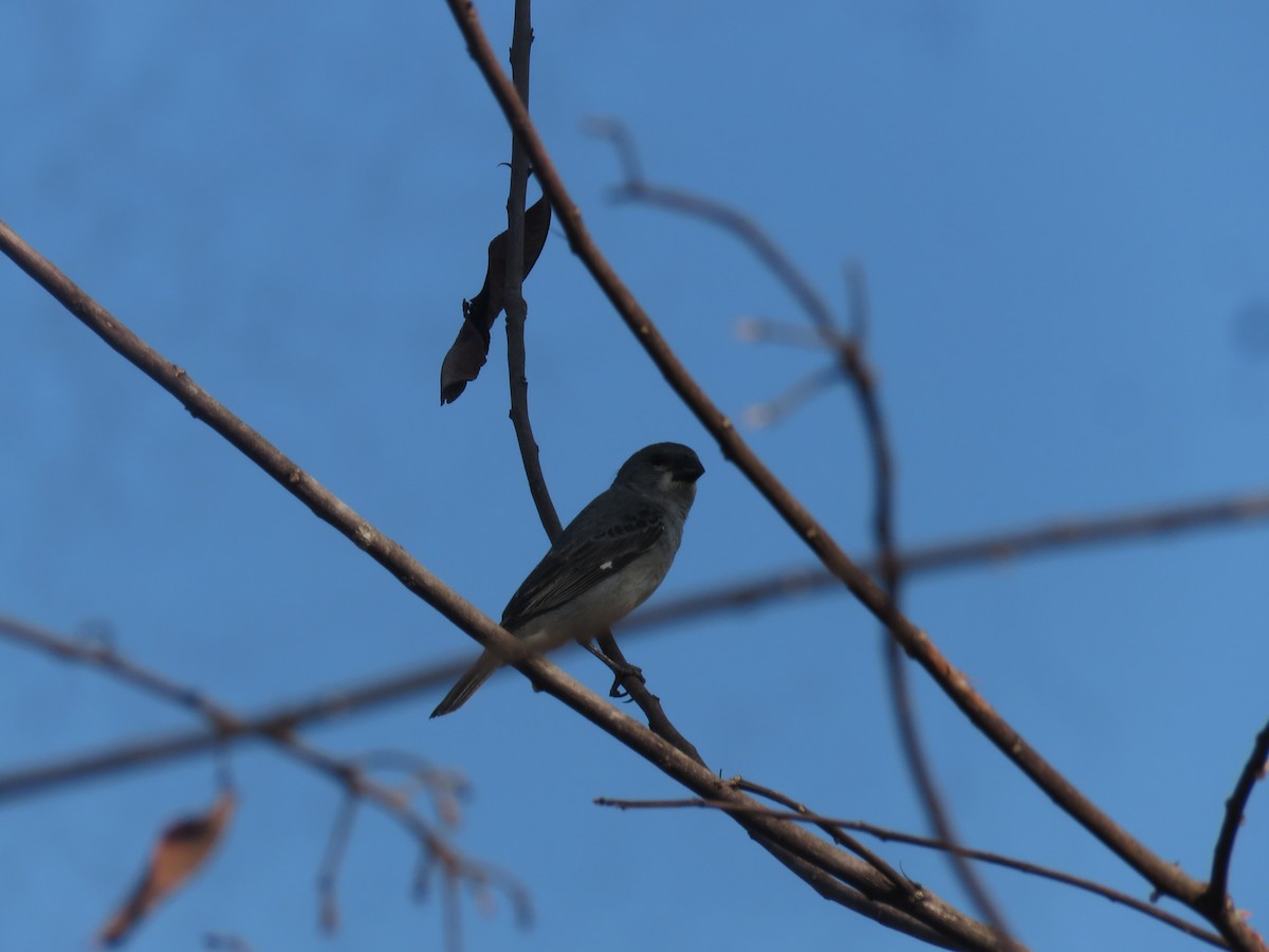 Plumbeous Seedeater - Vincent Vos