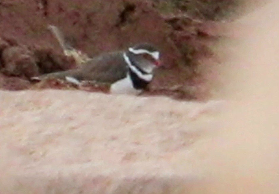 Three-banded Plover - ML611041012
