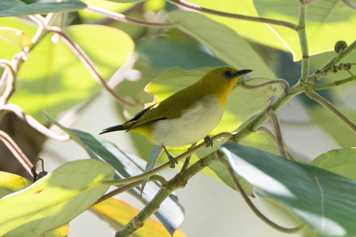 Black-fronted White-eye (Green-fronted) - ML611041352