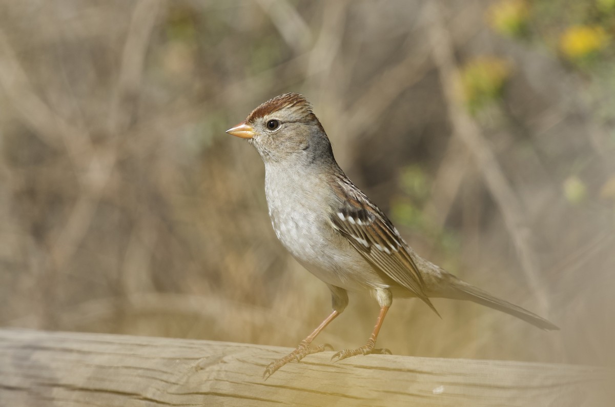 White-crowned Sparrow - ML611041517