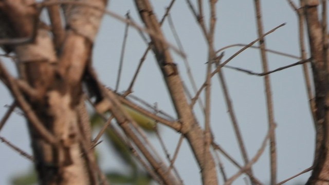 Yellow-crowned Woodpecker - ML611041571