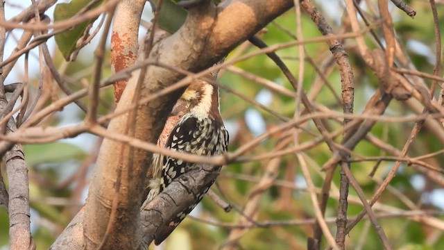 Yellow-crowned Woodpecker - ML611041578