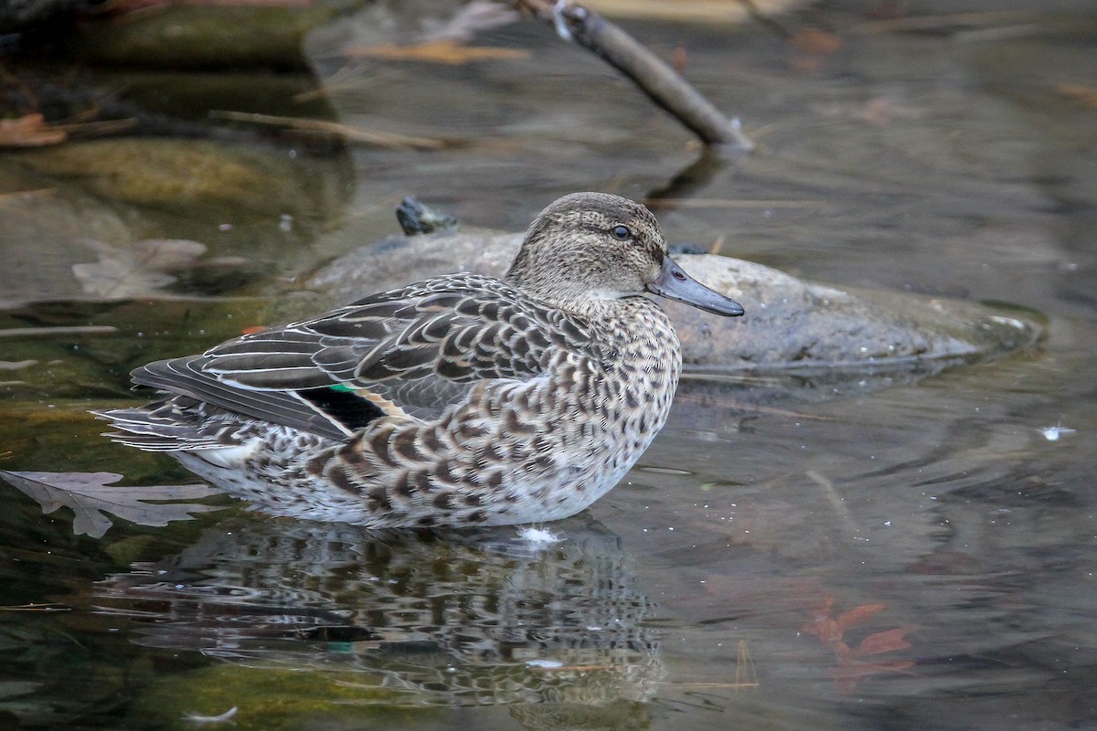 Green-winged Teal - ML611041700