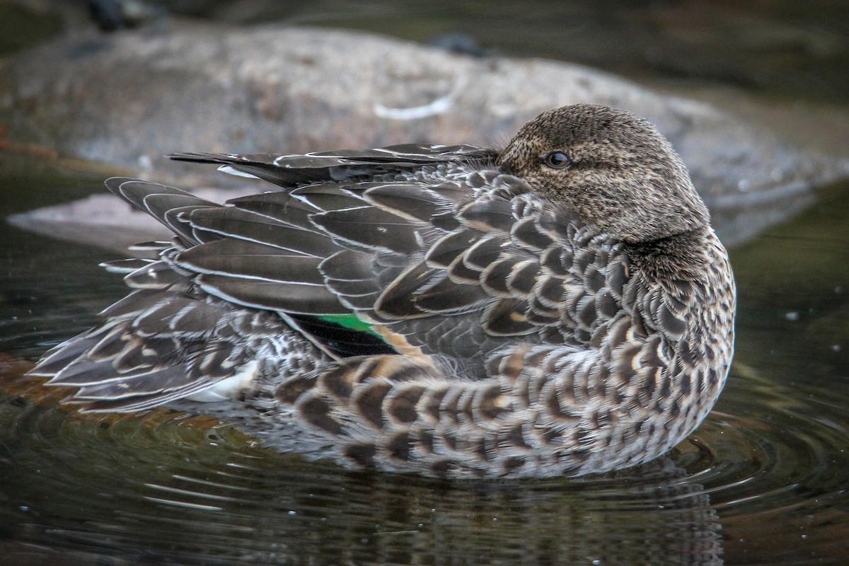 Green-winged Teal - ML611041718