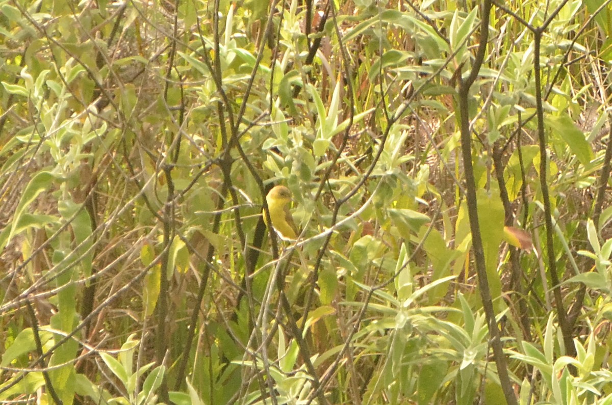 African Yellow-Warbler - ML611041960