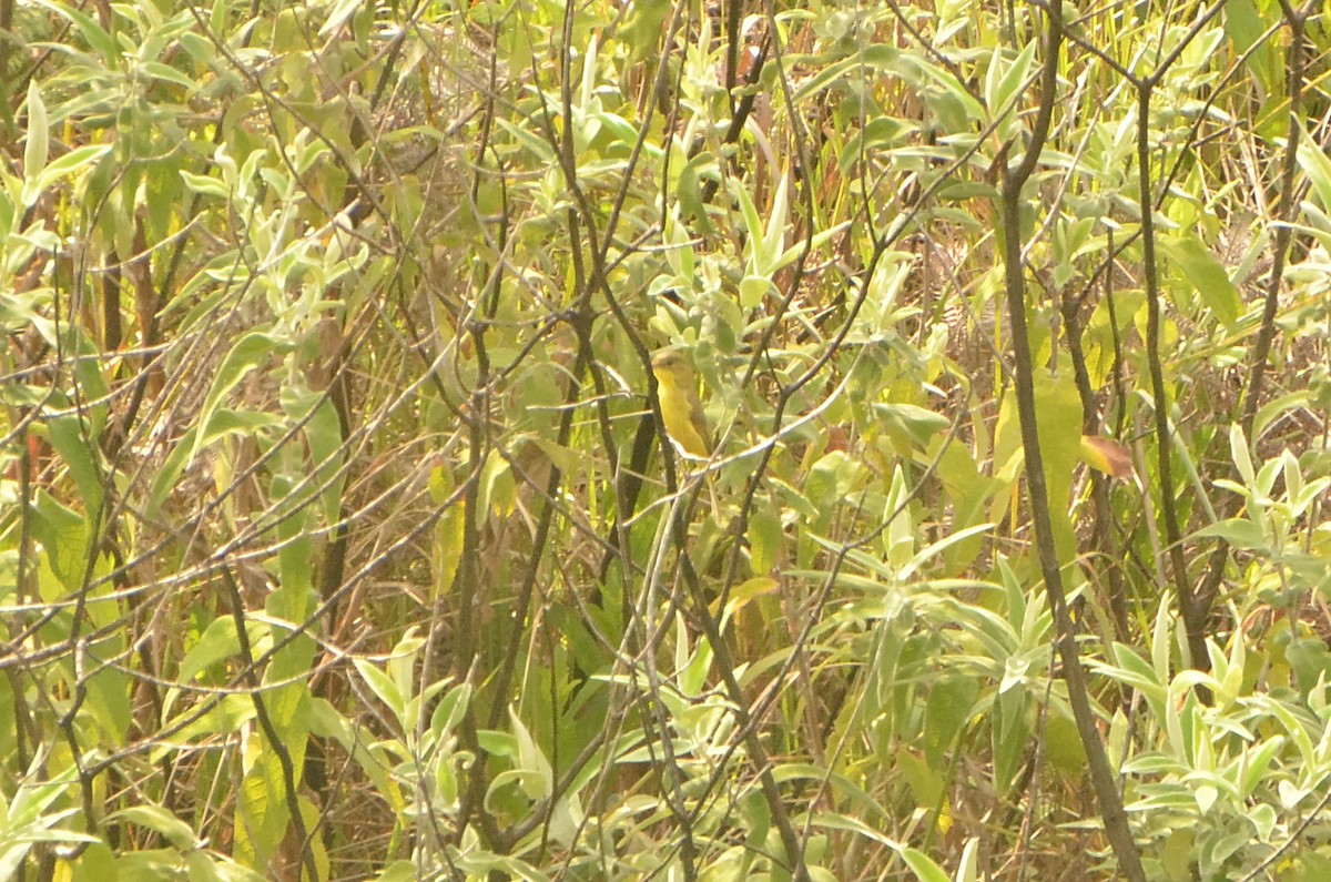 African Yellow-Warbler - ML611041961