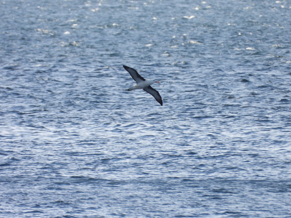 Black-browed Albatross - ML611042108