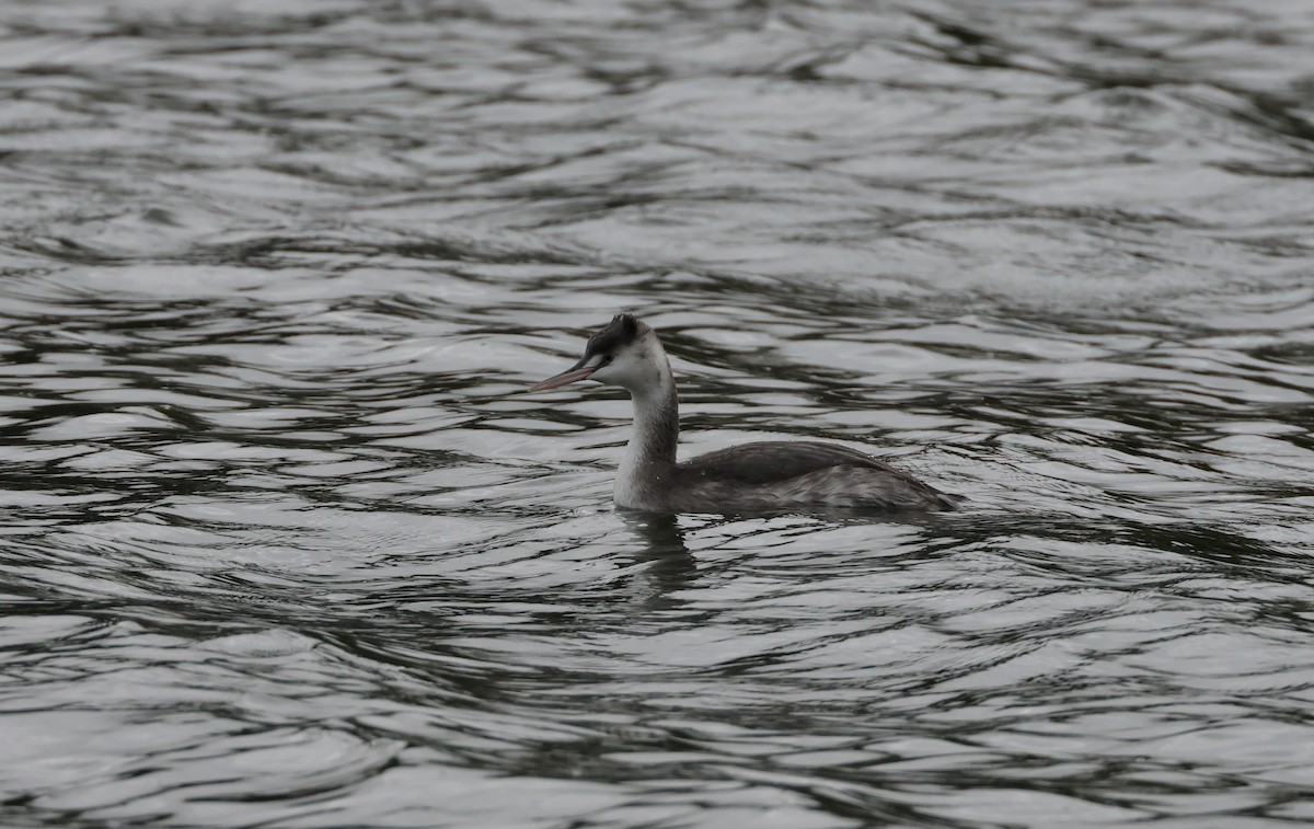 Great Crested Grebe - ML611042177