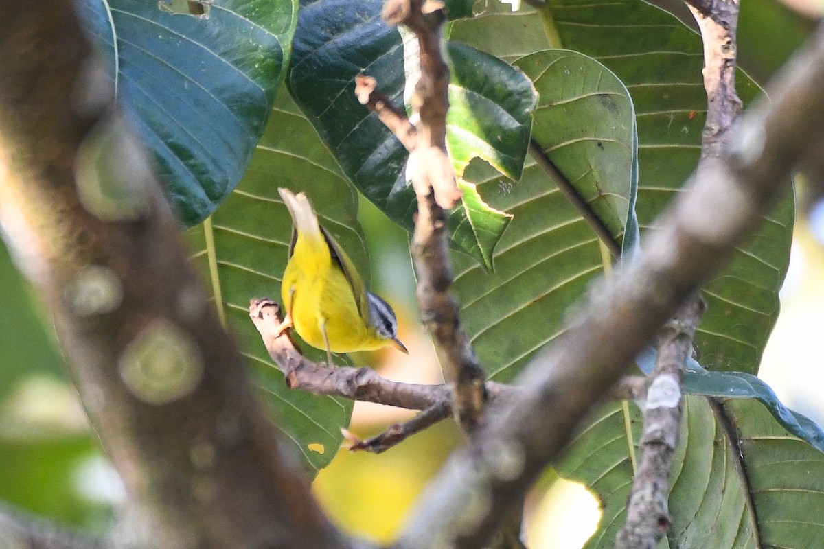 Yellow-bellied Warbler - ML611042193