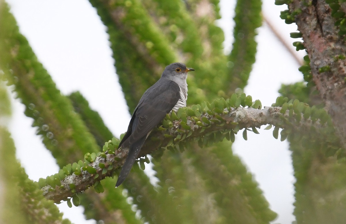 Madagascar Cuckoo - Andreas Deissner