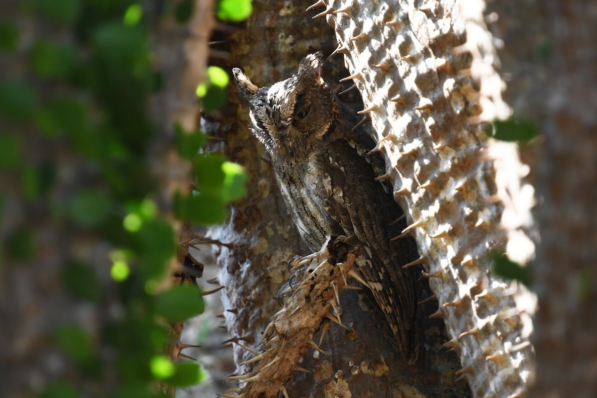 Madagascar Scops-Owl (Torotoroka) - ML611042316