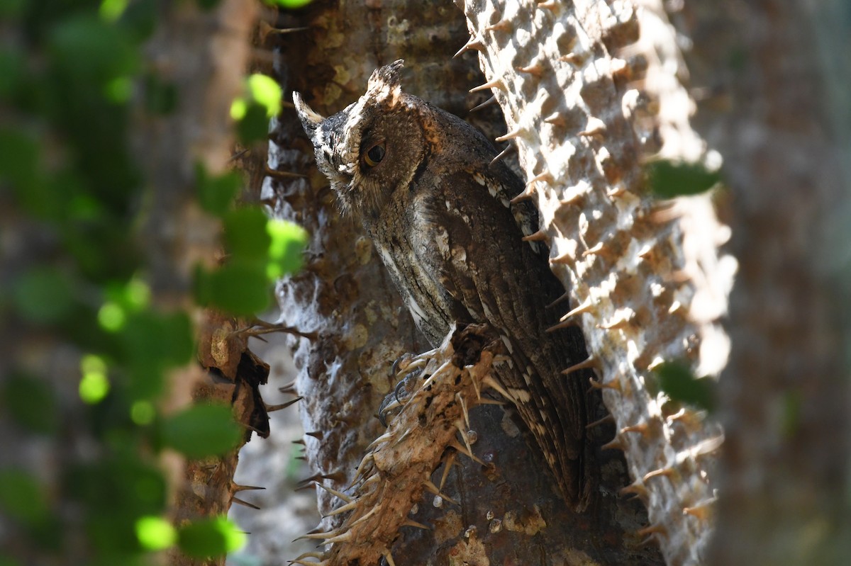 Madagascar Scops-Owl (Torotoroka) - ML611042320