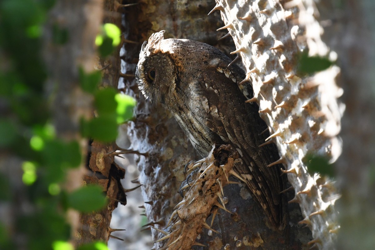 Madagascar Scops-Owl (Torotoroka) - Andreas Deissner