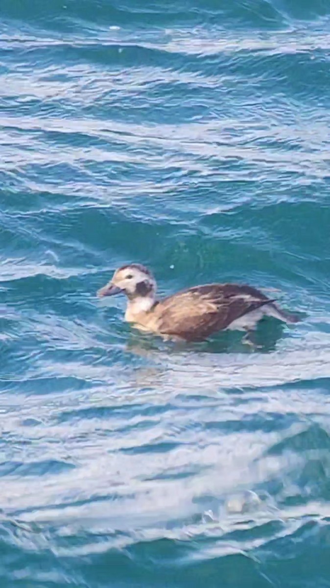 Long-tailed Duck - ML611042462