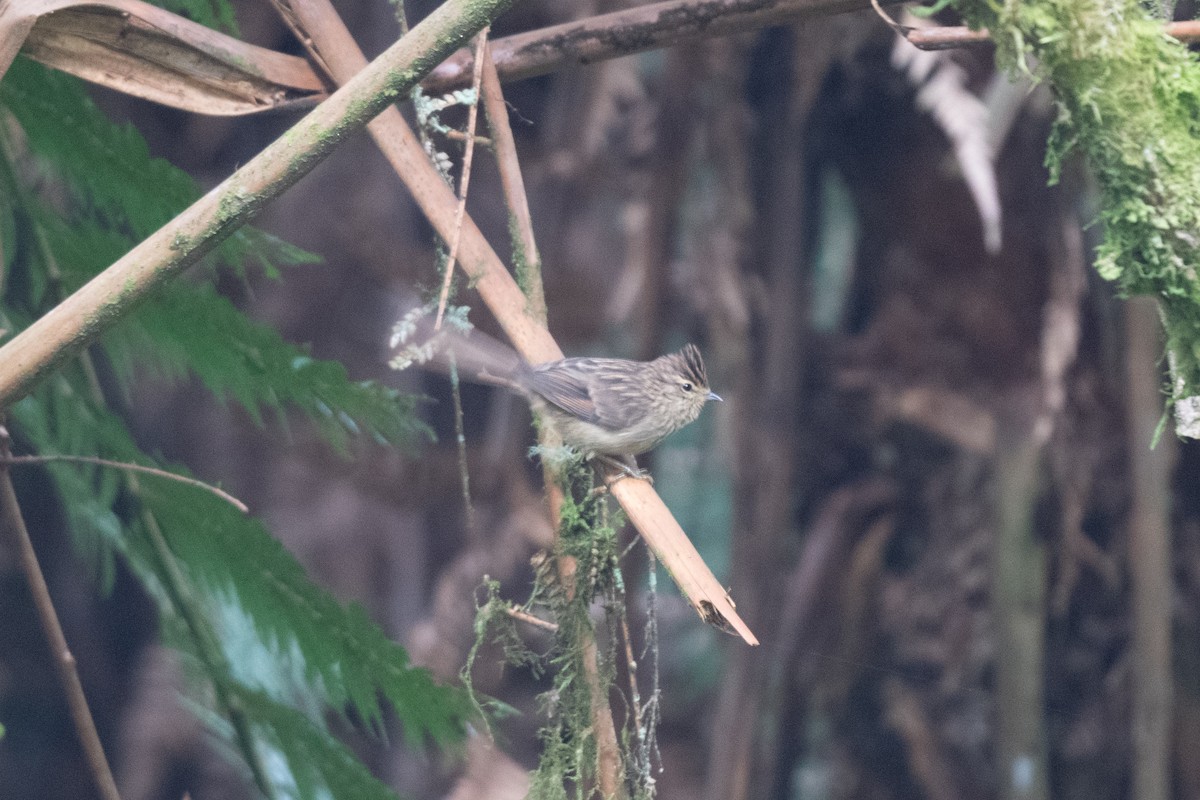 Striolated Tit-Spinetail - ML611042737