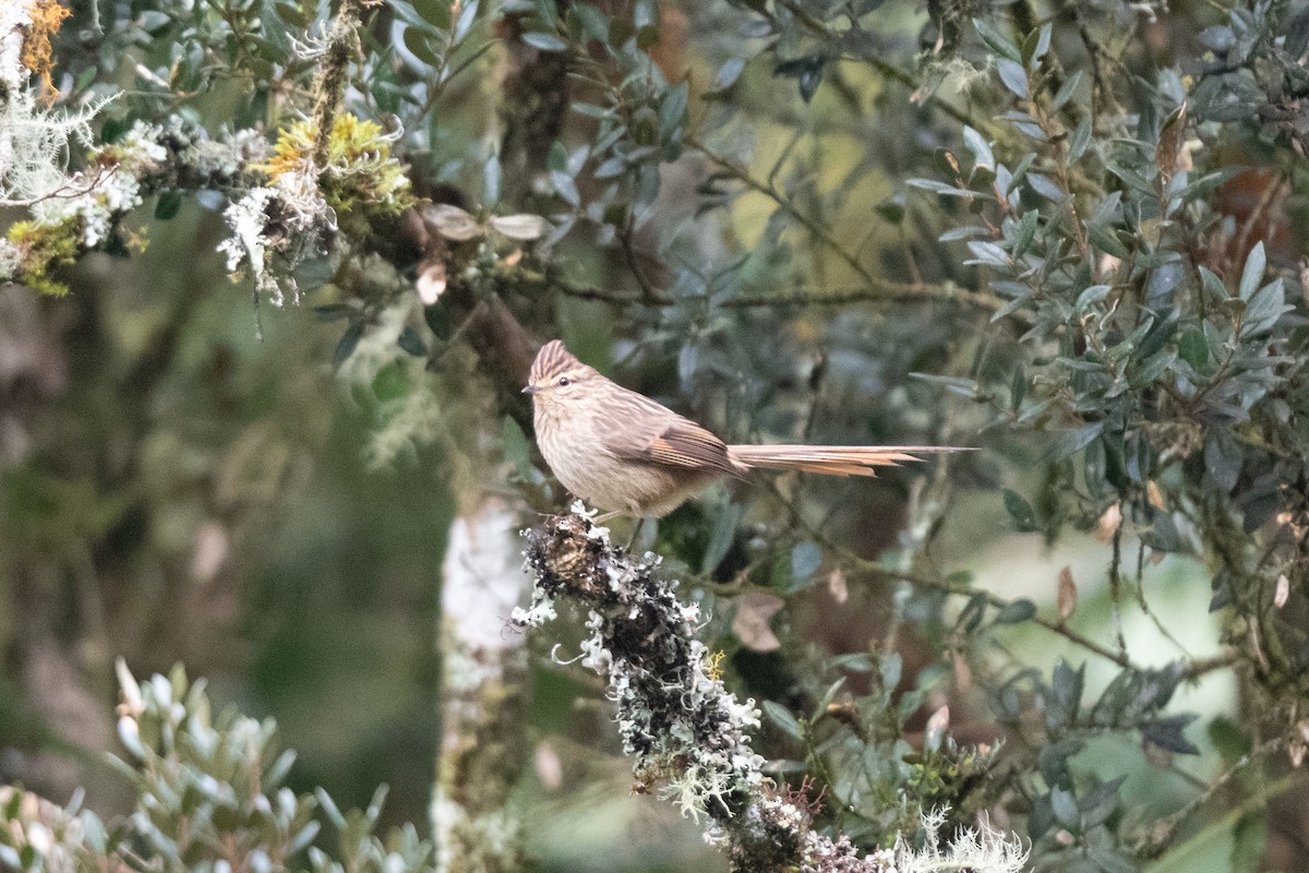 Striolated Tit-Spinetail - ML611042740