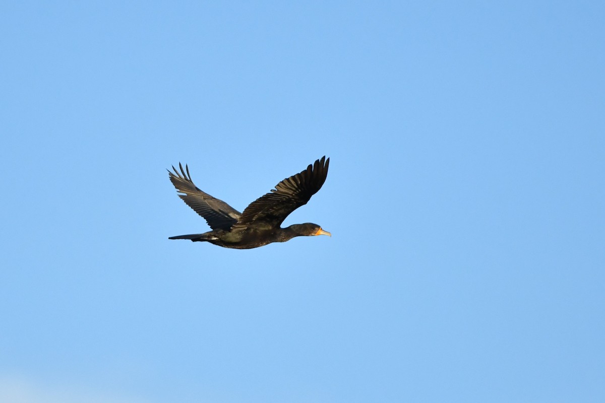 Great Cormorant - Brett Sandercock