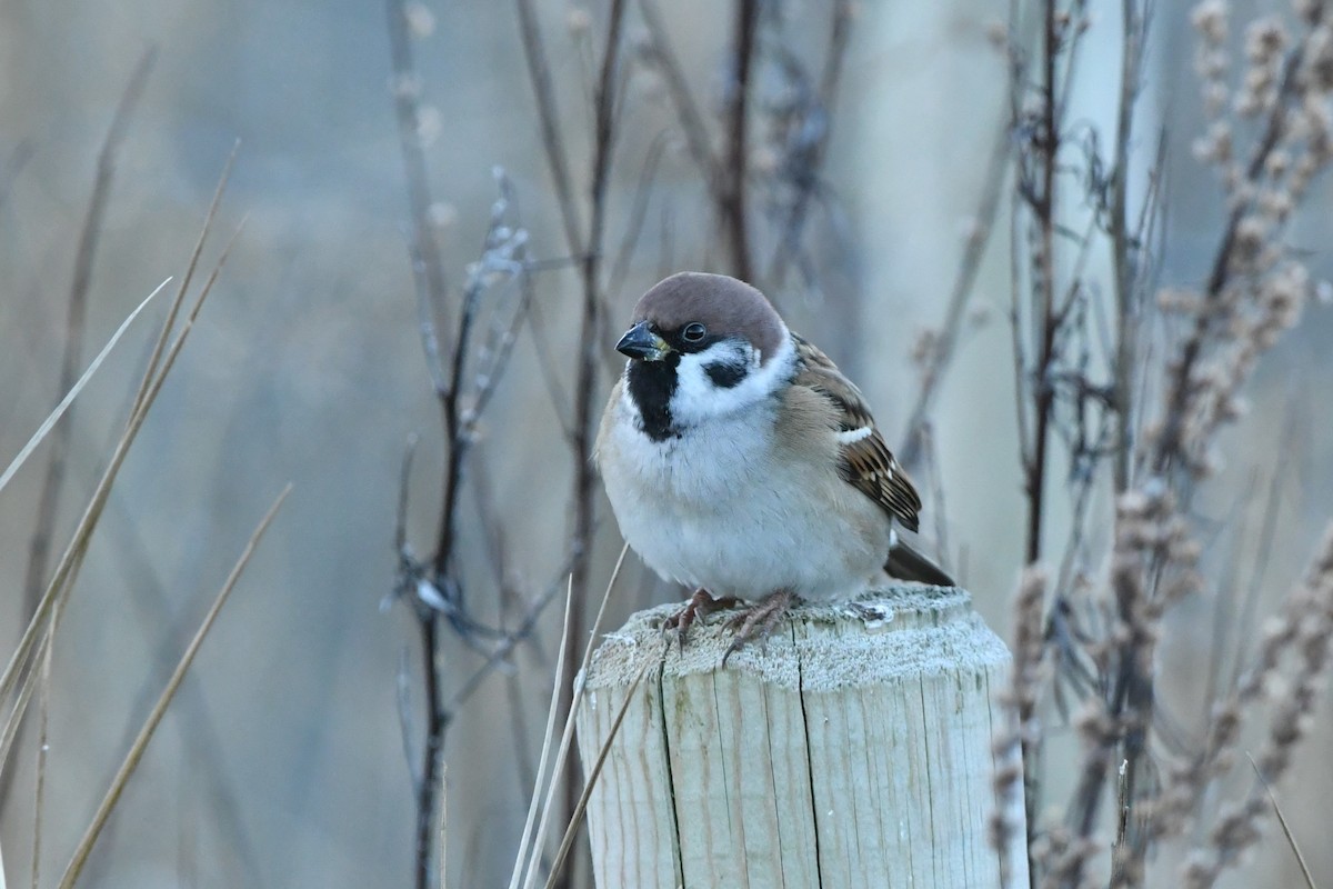Eurasian Tree Sparrow - ML611042836
