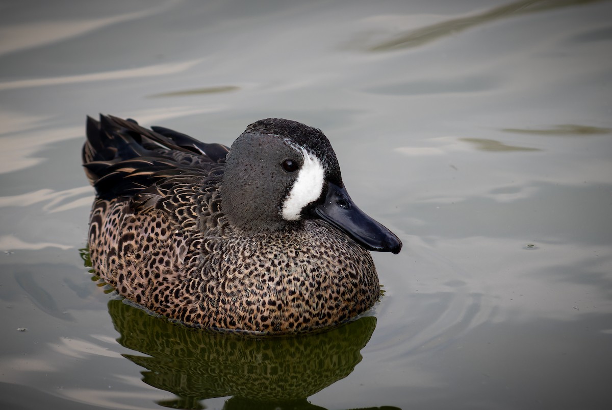 Blue-winged Teal - ML611042878