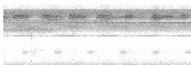 Лінивка-смугохвіст білогорла (підвид striolatus) - ML611043016