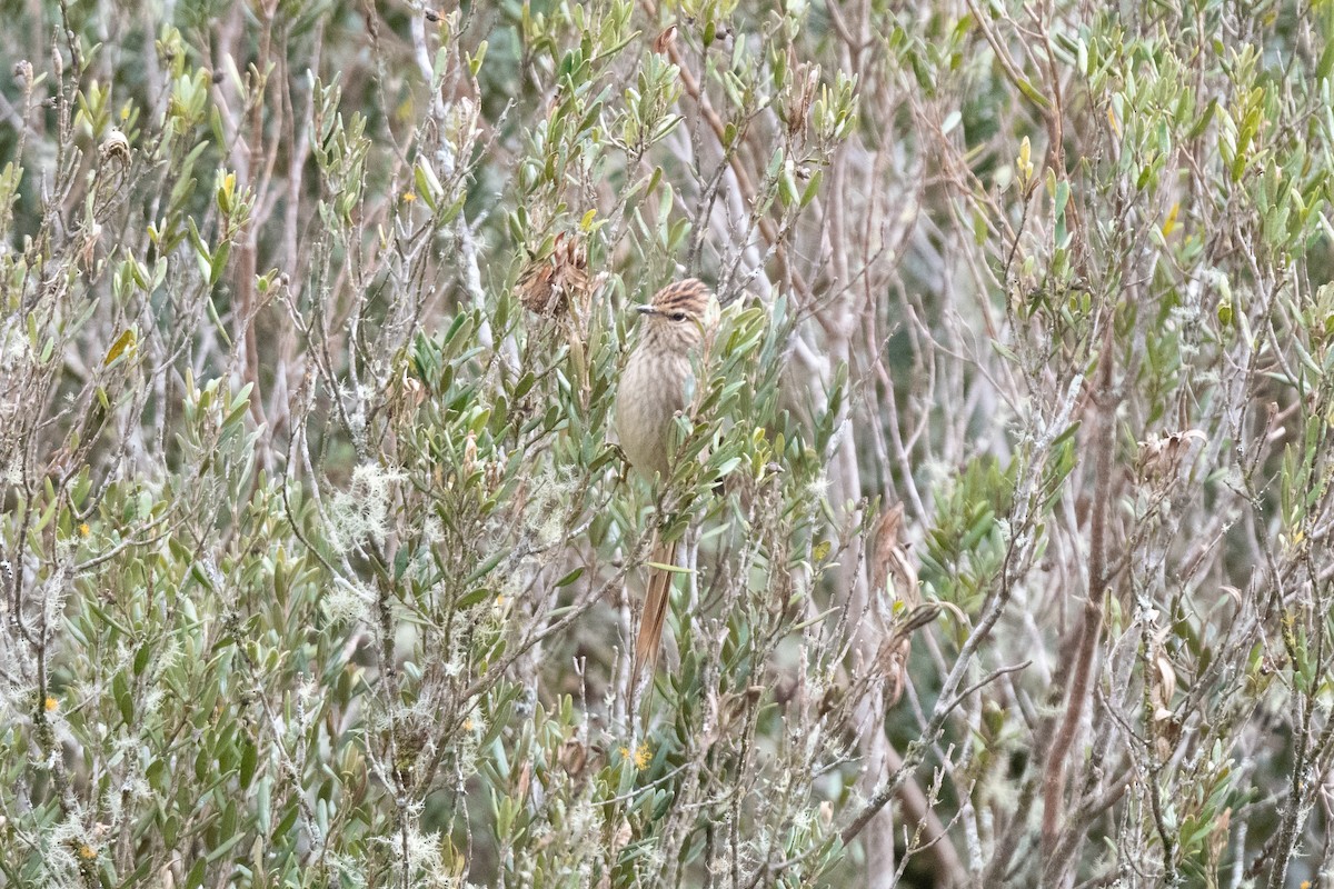 Striolated Tit-Spinetail - ML611043029