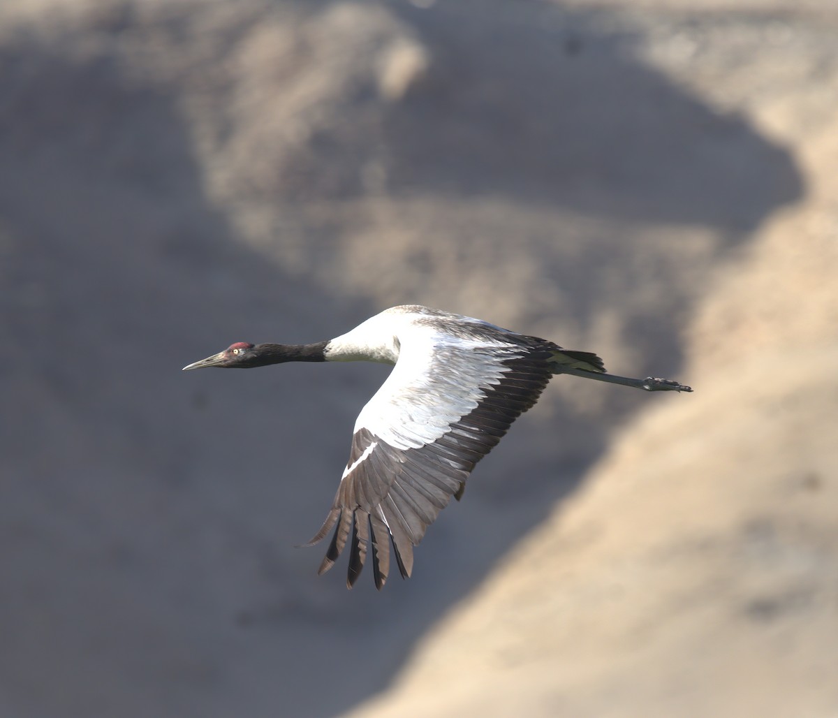 Black-necked Crane - ML611043085