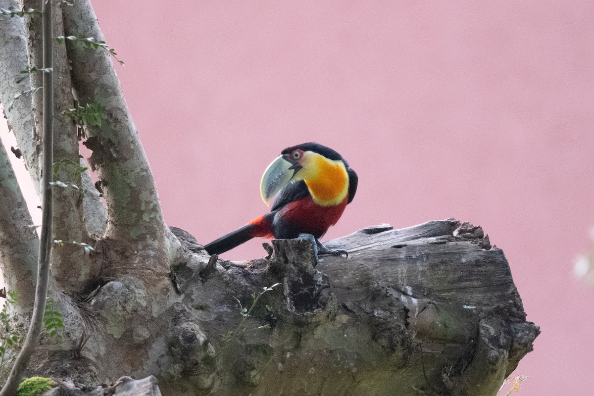 Red-breasted Toucan - ML611043108