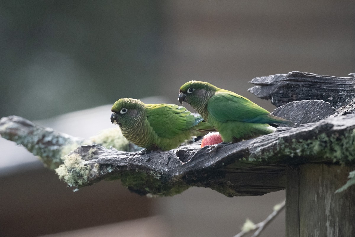 Maroon-bellied Parakeet (Green-tailed) - ML611043114
