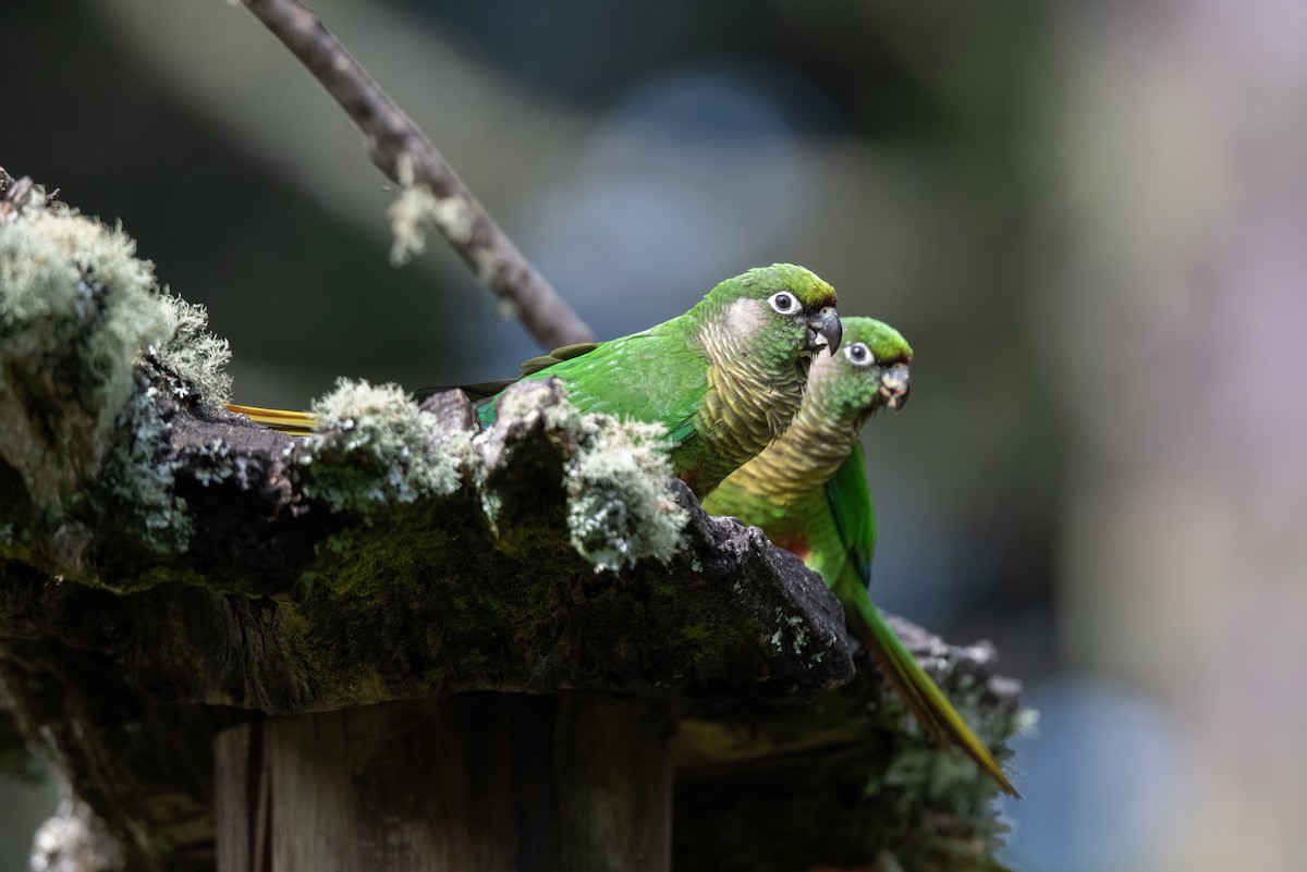 Maroon-bellied Parakeet (Green-tailed) - ML611043115