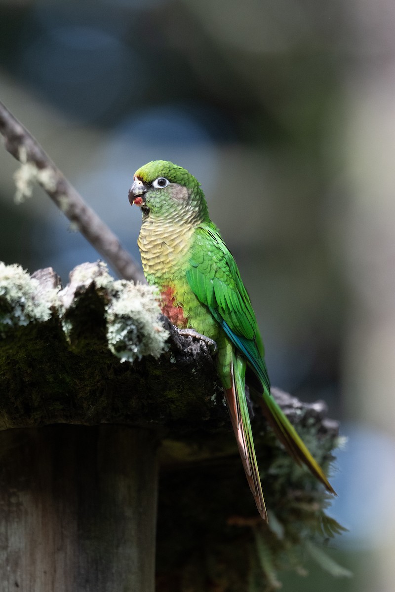 Maroon-bellied Parakeet (Green-tailed) - ML611043116