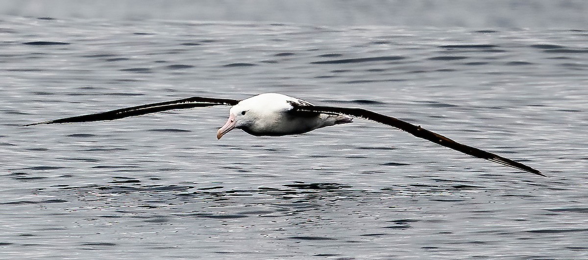 Northern/Southern Royal Albatross - ML611043815