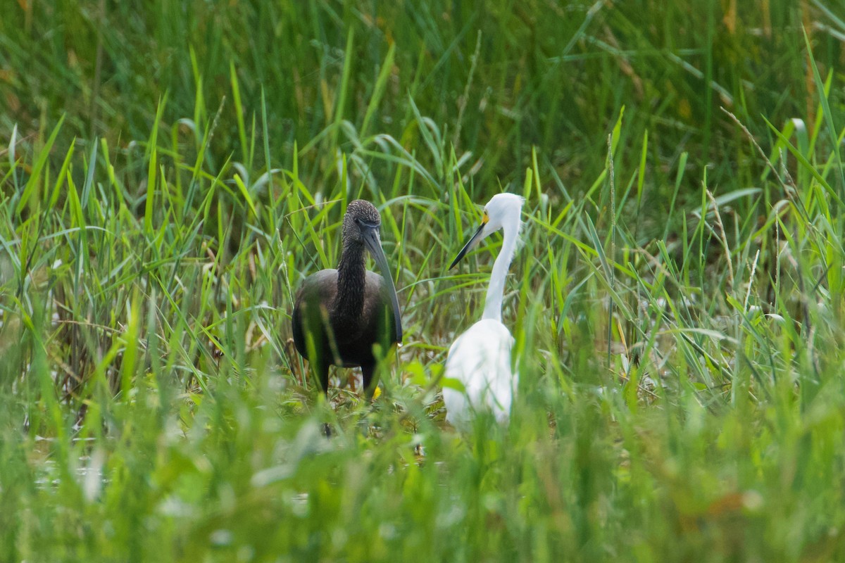 ibis hnědý - ML611044013