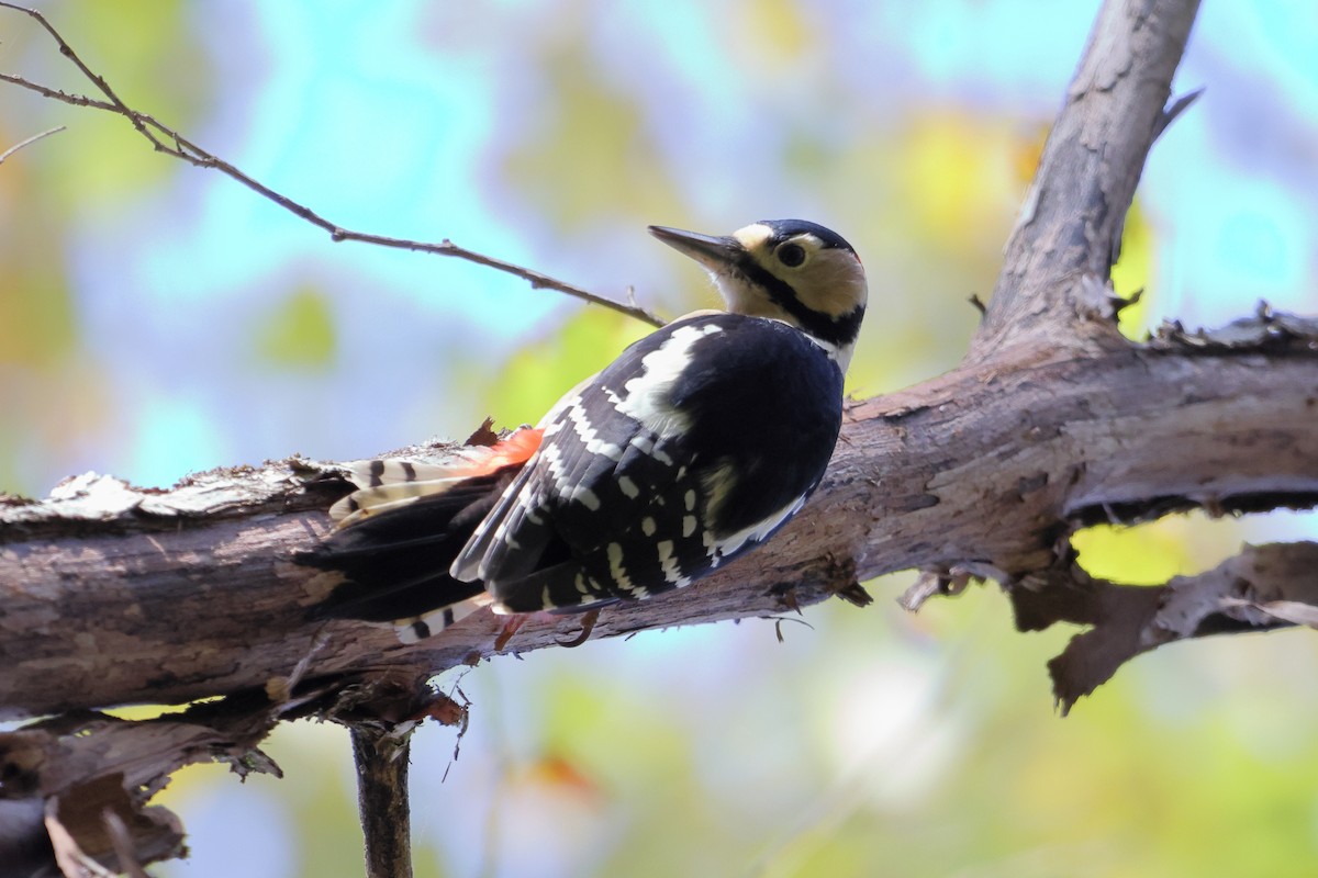 Great Spotted Woodpecker - ML611044378
