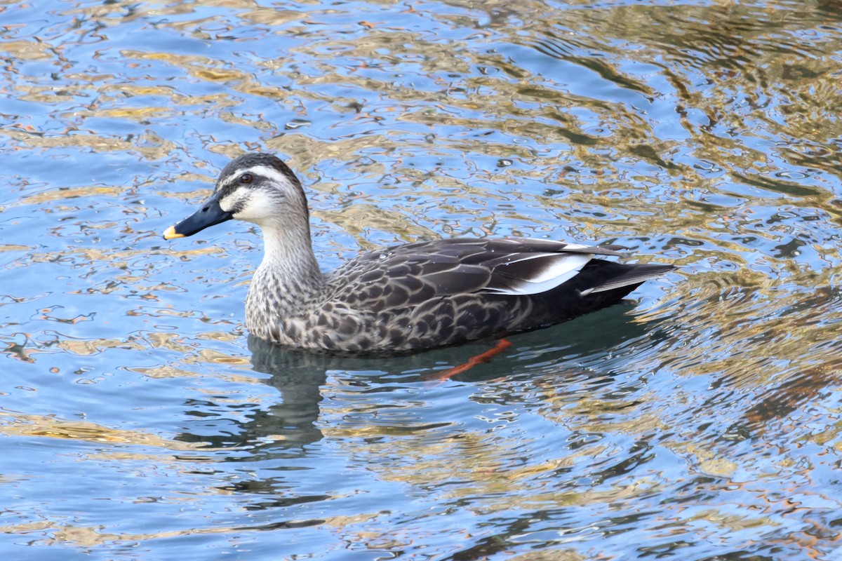 Eastern Spot-billed Duck - ML611044402