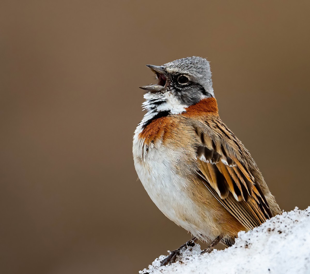 Rufous-collared Sparrow - ML611044737