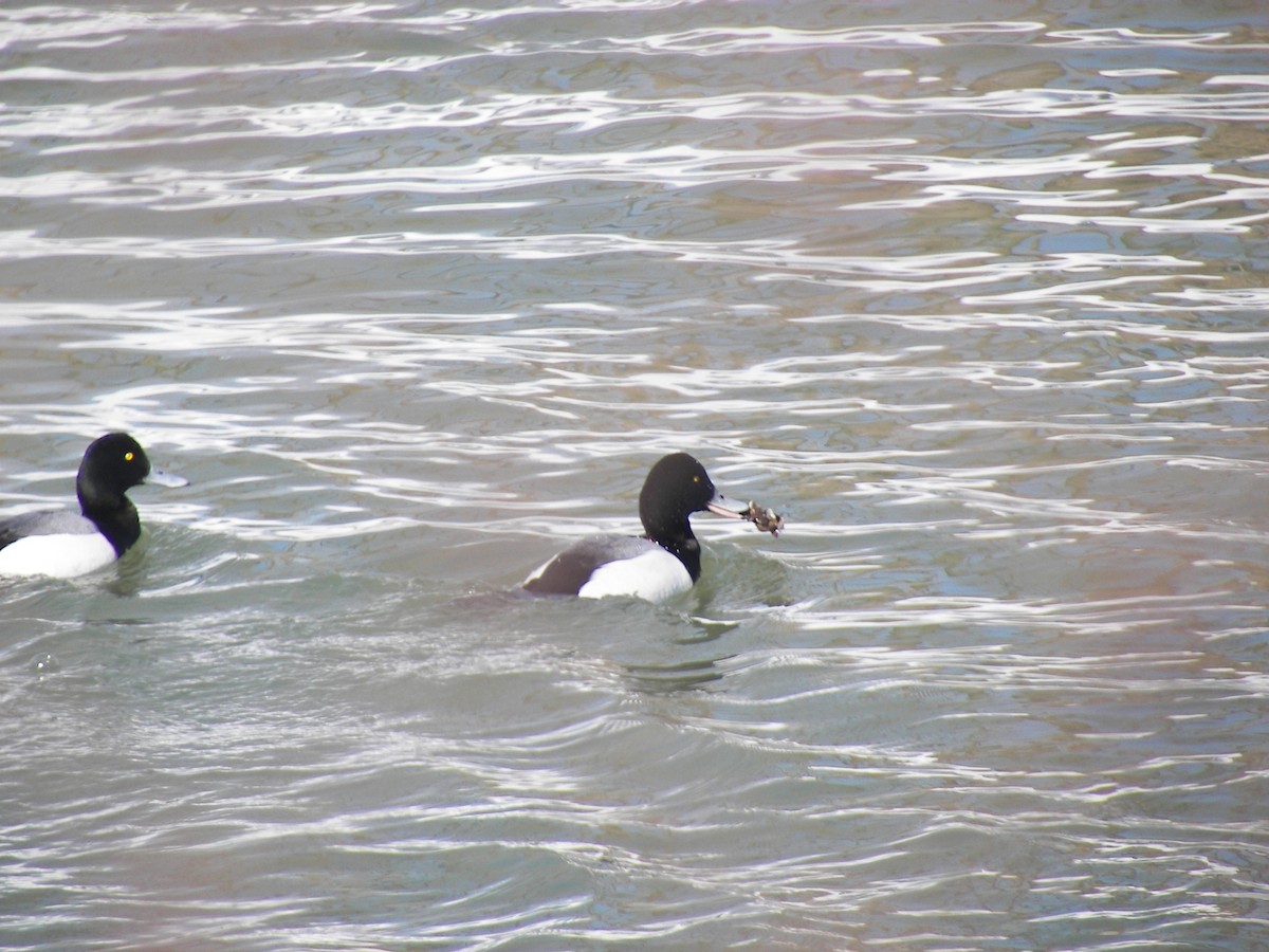 Greater Scaup - ML611044934