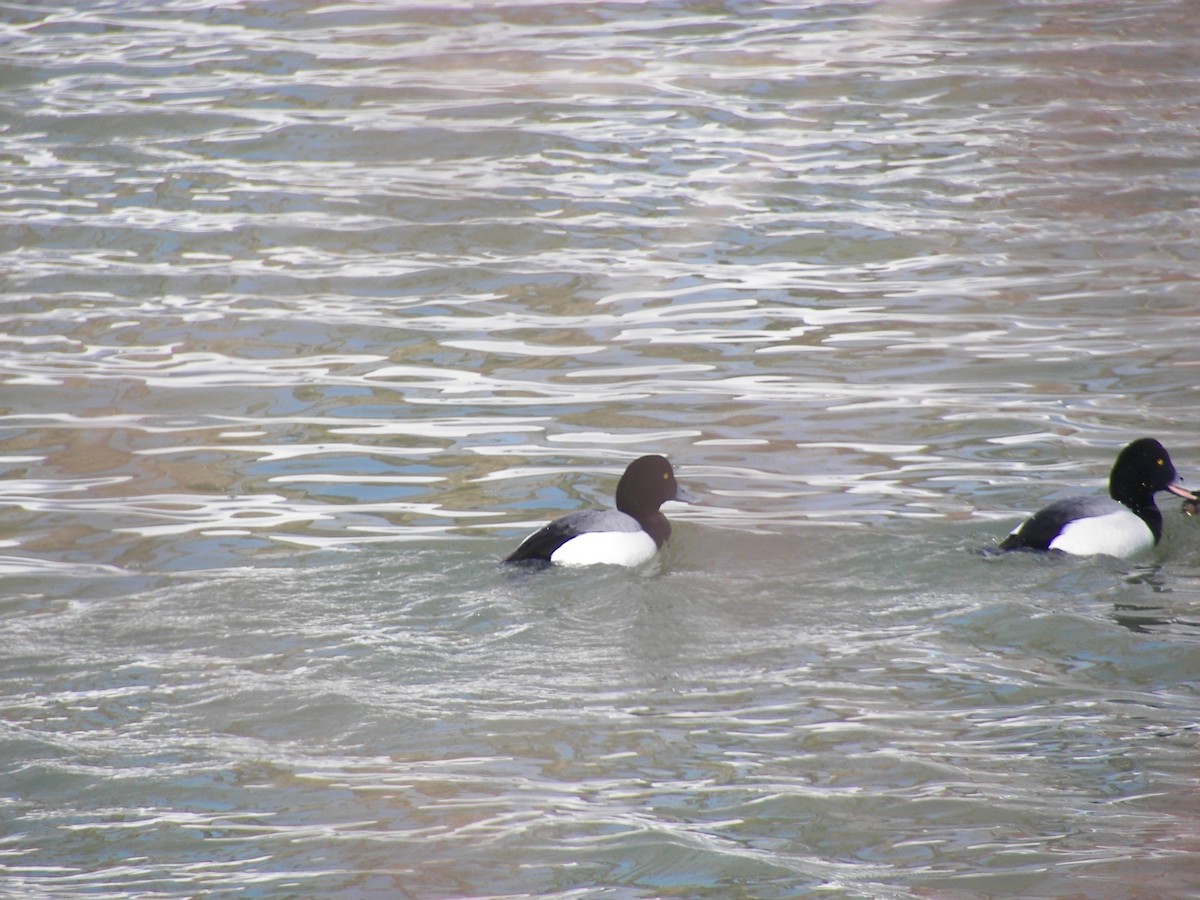 Greater Scaup - ML611044935